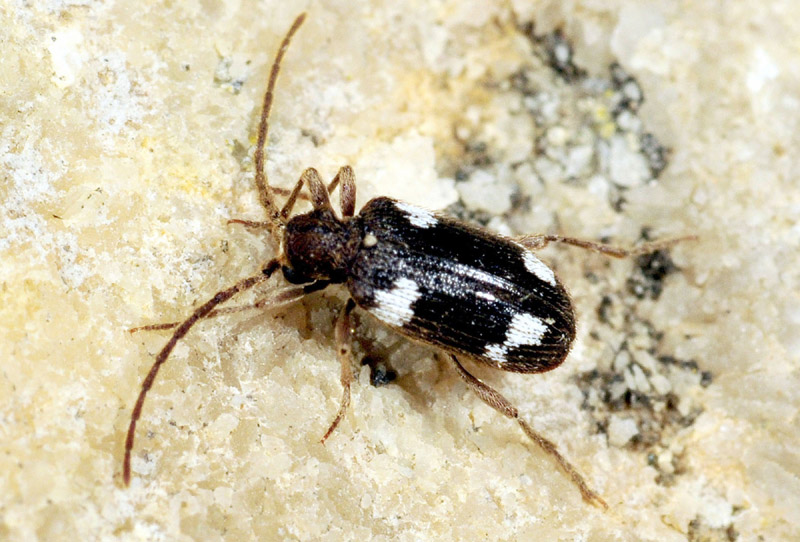 Ptinus sexpunctatus (cfr.), Anobiidae Ptininae